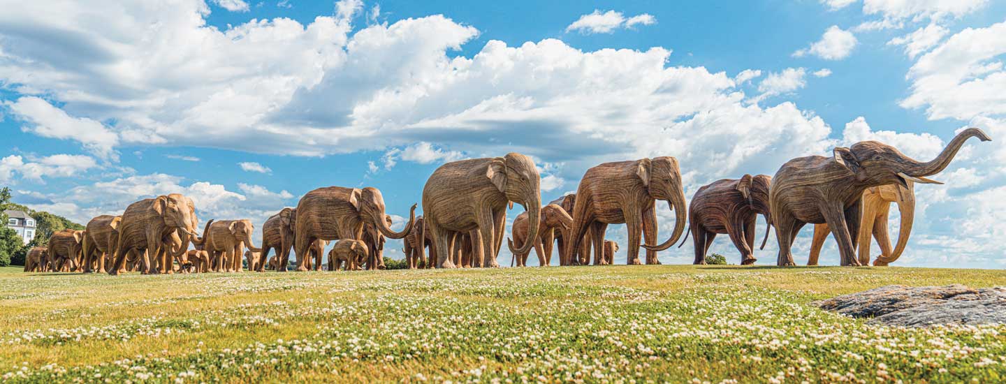 Image of a large group of elephants in the wild